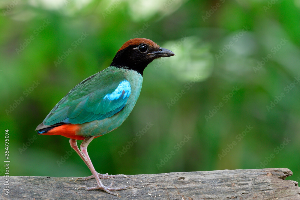 Obraz premium Hooded pitta (Pitta sordida) beautiful green bird with brown head black face and red tail fully standing on wooden log in nature, exotic wild animal