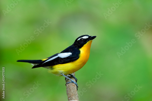 Happy colorful yellow bird with black wings perching wooden branch in nature, Male of Yellow-rumped flycatcher