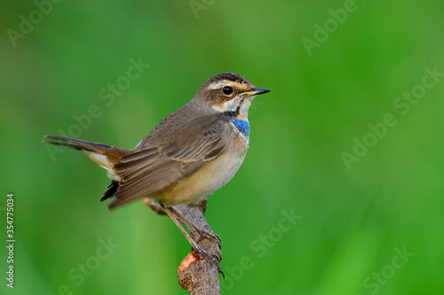 Happy fat brown bird with orange and bright blue marking on its chest perching on wood stick doing tail wagging, Bluethroat (Luscinia svecica)