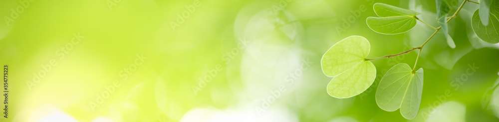 Closeup beautiful attractive nature view of green leaf on blurred greenery background in garden with copy space using as background natural green plants landscape, ecology, fresh cover concept. Closeup beautiful attractive nature view of green leaf on blurred greenery background in garden with copy space using as background natural green plants landscape, ecology, fresh cover concept.