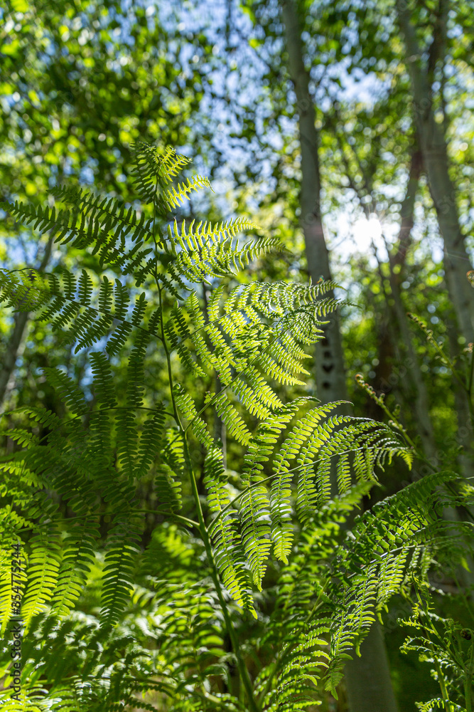 green fern leaves green fern leaves
