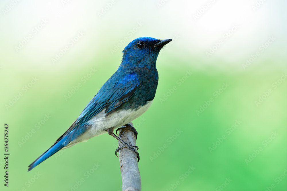 Lovely blue and white bird perching on tree branch with side feathers profile during its migratory trip through Thailand in late winter season Lovely blue and white bird perching on tree branch with side feathers profile during its migratory trip through Thailand in late winter season