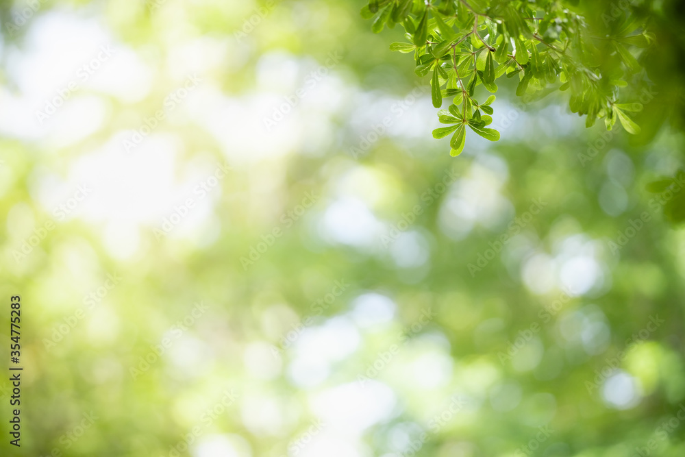 Closeup beautiful attractive nature view of green leaf on blurred greenery background in garden with copy space using as background natural green plants landscape, ecology, fresh wallpaper concept. Closeup beautiful attractive nature view of green leaf on blurred greenery background in garden with copy space using as background natural green plants landscape, ecology, fresh wallpaper concept.