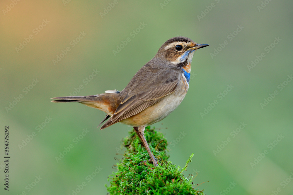 Lovely brown bird with bright blue feathers on its chest calmly perching on mossy grass over fine green background with sun ray, bluethroat (Luscinia svecica) Lovely brown bird with bright blue feathers on its chest calmly perching on mossy grass over fine green background with sun ray, bluethroat (Luscinia svecica)
