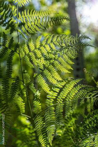 green fern leaves