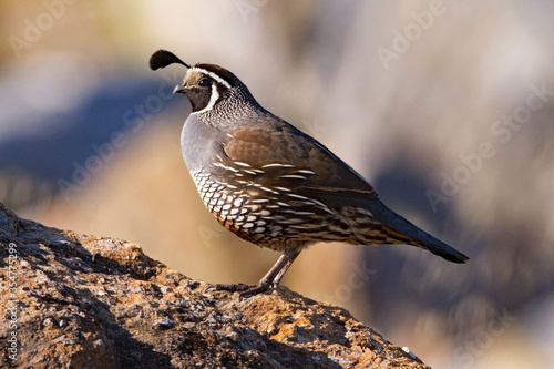 California Quail male on a large rock or boulder