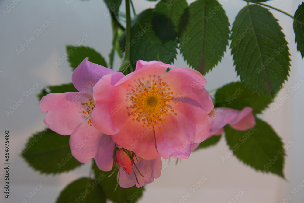 pink rose hip flowers with green leaves on a white background pink rose hip flowers with green leaves on a white background