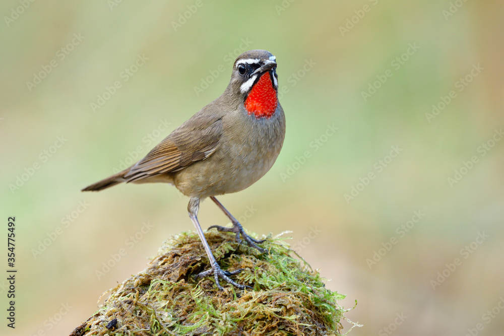 Magnificent funny red neck bird perching on mossy grass over bright background in nature, Siberian rubythroat (Calliope calliope) Magnificent funny red neck bird perching on mossy grass over bright background in nature, Siberian rubythroat (Calliope calliope)