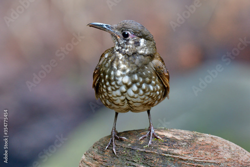Magnificent brown with long bills bird fully standing on ovall rock in small stream with low lighting environment, Dark-sided thrush (Zoothera marginata) photo