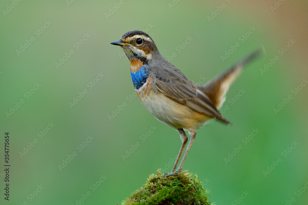 Male of Bluethroat (Luscinia svecica) lovely brown bird with blue and orange feathers on its chest happily perching on mossy spot in nature, fascinated animal Male of Bluethroat (Luscinia svecica) lovely brown bird with blue and orange feathers on its chest happily perching on mossy spot in nature, fascinated animal