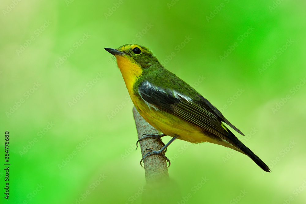 Male of Green-backed Flycatcher (Ficedula elisae) beautiful yellow belly and rump to green back and wings bird perching on tree branch when passing through Thailand eastern coast Male of Green-backed Flycatcher (Ficedula elisae) beautiful yellow belly and rump to green back and wings bird perching on tree branch when passing through Thailand eastern coast