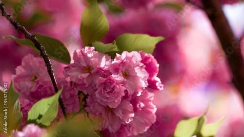 Cherry Blossoms  © Larry