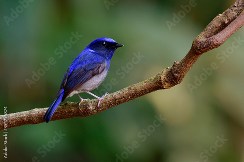 Male of Small niltava (Niltava macgrigoriae) small dark blue to pale grey feather bird has beautiful song while singing on tree branch, exotic animal