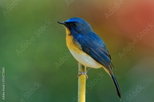 Male of Tickell's blue flycatcher (Cyornis tickelliae) colorful bird with yellow breast white belly and long tail perching on bamboo branch over bright reflection background