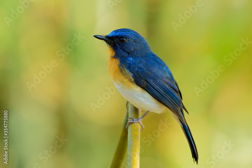Male of Tickell's blue flycatcher (Cyornis tickelliae) exotic bird with orange breast white belly and long tail with sharp eyes calmly sitting on bamboo branch in nature