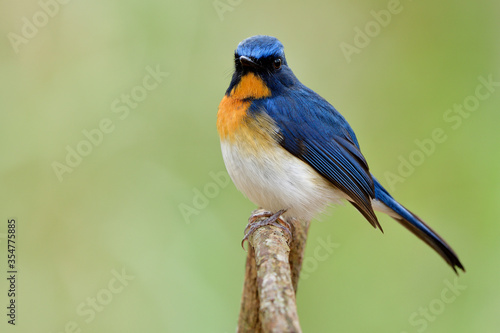 Male of Tickell's blue flycatcher (Cyornis tickelliae) exotic bird with orange breast white belly and big eyes perching on wooden stick over fine blur green background in nature