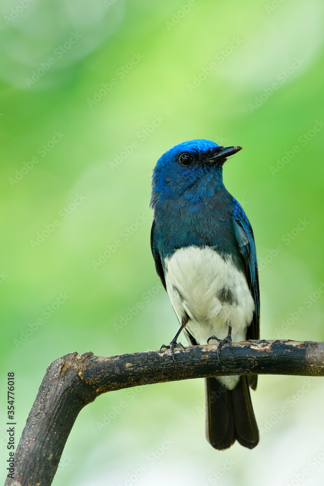 Most beautiful blue and white bird sitting on tree branch showing it front feathers profile during its migratory trip through Thailand in late winter season Most beautiful blue and white bird sitting on tree branch showing it front feathers profile during its migratory trip through Thailand in late winter season