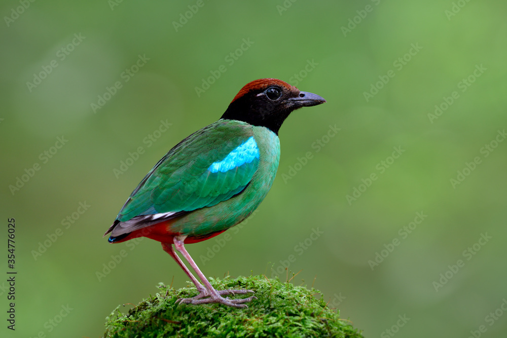 Fototapeta premium Most beautiful wild green bird with brown head black face and red tail fully standing on mossy grass top over fine blur background in nature, Hooded pitta (Pitta sordida)