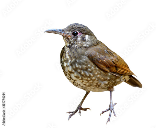 Mysterious dark brown with long bill bird crispy details from head face body wings belly legs feet and tail isolated on white background, Dark-sided thrush (Zoothera marginata)