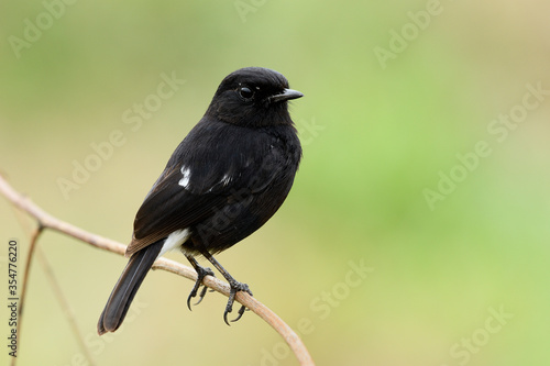 Pied bushchat (Saxicola caprata) Beautiful dark black bird with white mark on its tail perching on dried stick over soft sunlight in brown tone background, exotic animal