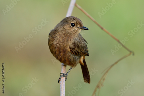 Pied bushchat (Saxicola caprata) Cute small stripe brown bird perching on wooden stick over warm sunlight in morning of harvesting season, exotic nature