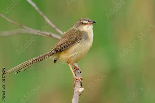 Plain prinia or wren-babbler, lovely common Thai local bird perching on thin stick in meadow field