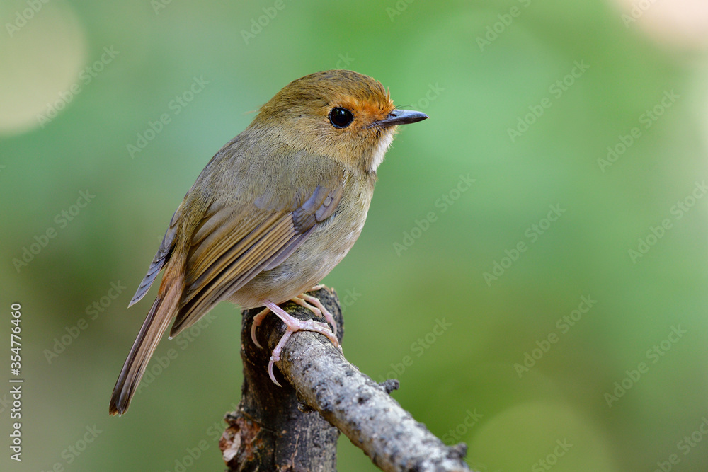Rufous-browed Flycatcher (Anthipes solitaris) lovely chubby brown bird with orange brow and big eyes perching on dried wooden stick in nature a species of Muscicapidae family Rufous-browed Flycatcher (Anthipes solitaris) lovely chubby brown bird with orange brow and big eyes perching on dried wooden stick in nature a species of Muscicapidae family