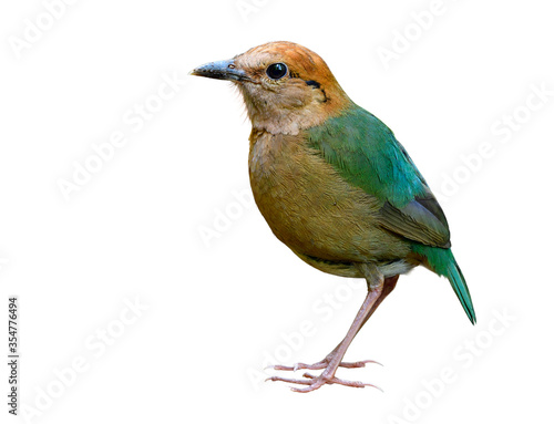 Rusty-naped pitta (Hydrornis oatesi) beautiful pale green back to tail and brown head to belly bird isolated on white background, Thailand most wanted animal