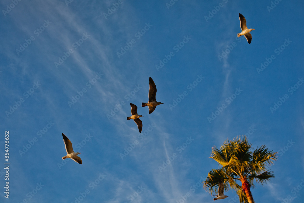 Seagulls flying in a clear blue sky with palm trees