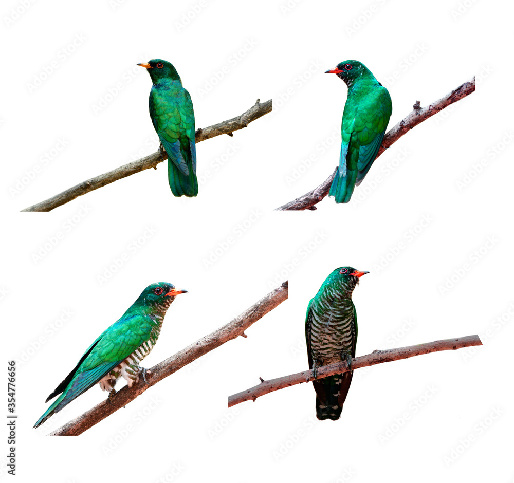Set of amazed bright green brid perching on wooden branch isolated on white background, Asian Emerald Cuckoo (maculatus chrysococcyx)