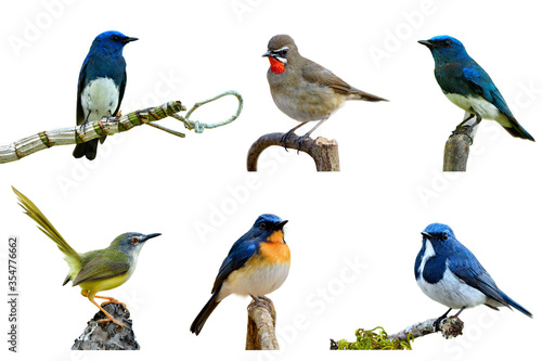 Set of beautiful colorful birds isolated on white background, Zappey's, Tickell's, Ultramarine Flycatcher, Siberian rubythroat and Yellow-bellied prinia © prin79