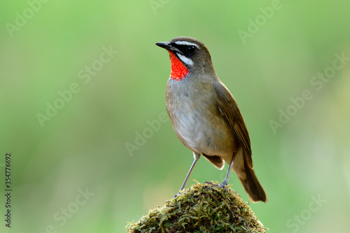 Siberian rubythroat (Calliope calliope) beautiful brown bird with bright red feathers on its neck standing over green mossy spot over blur background in nature
