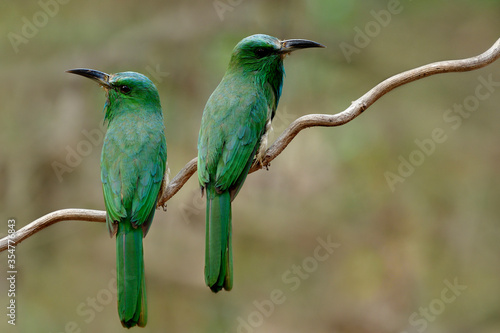 Sweet pair of Blue-bearded Bee-eater, beautiful green birds perching on vine paying court during breeding season, exotic wild animal photo