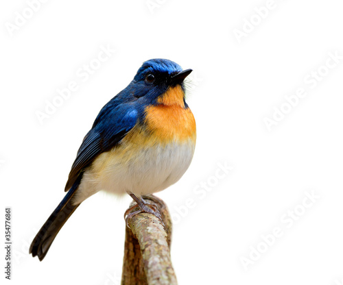 Tickell's blue flycatcher (Cyornis tickelliae) fat blue bird with orange breast white belly and  big eyes perching on wooden stick isolated over white background, cut out animal © prin79