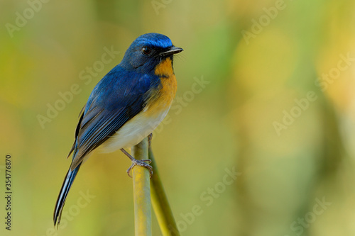 Tickell's blue flycatcher (Cyornis tickelliae) fascinated bird with vivid yellow breast white belly and long tail with sharp eyes calmly perching on wooden stick in wild © prin79