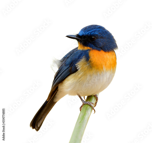 Tickell's blue flycatcher (Cyornis tickelliae) litlle blue bird with orange breast white belly and  big eyes perching on bamboo stick isolated on white background © prin79