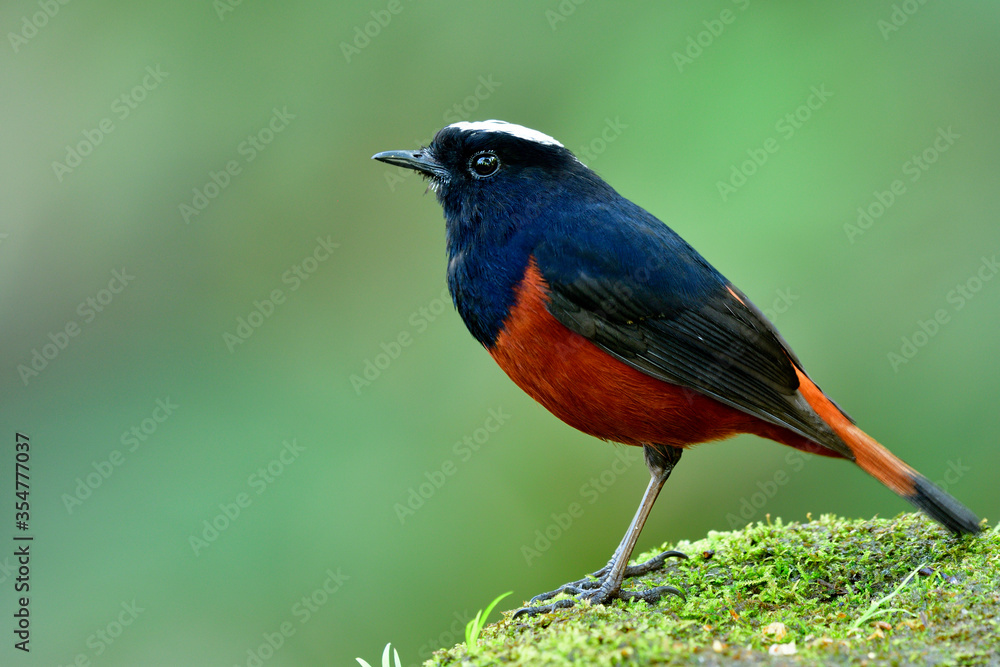 White-capped water redstart, lovely brown body and black wings with white feathers on its head peaceful perching on mossy ground taken from Doi inthanon national park, Thailand White-capped water redstart, lovely brown body and black wings with white feathers on its head peaceful perching on mossy ground taken from Doi inthanon national park, Thailand