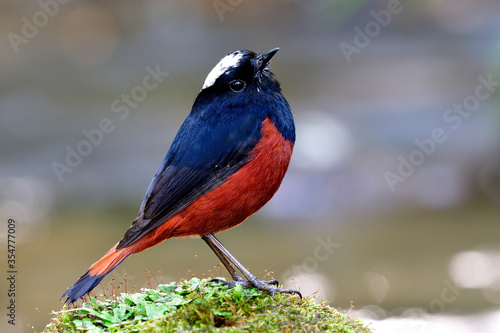 White-capped water redstart (Phoenicurus leucocephalus) gorgeous red and black bird with white spot on its head showing lovely action while perching on green grass rock in stream photo