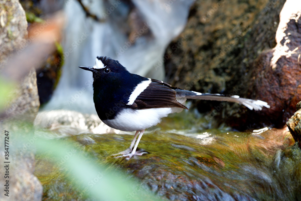Fototapeta premium White-crowned Forktail (Enicurus leschenaulti) exotic black and white bird with nice long tail standing on waterfall with happy emotion