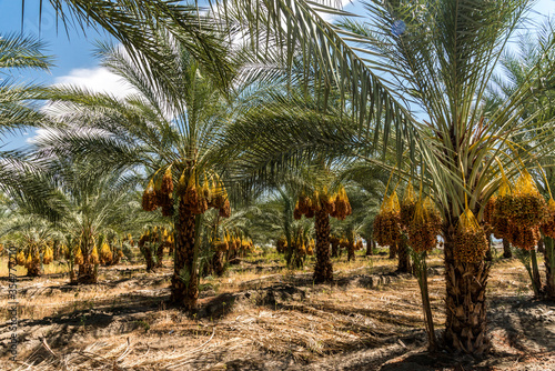 Obraz na plátně Date palm trees in Indio California