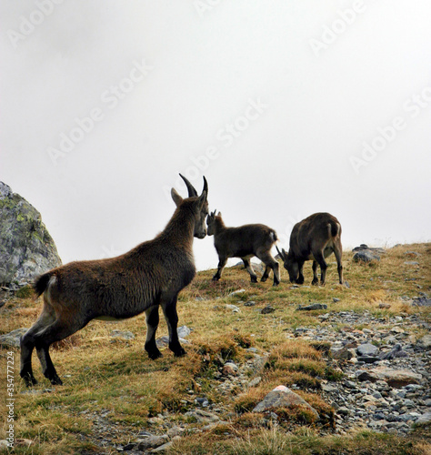 Wild goats at Nid d   Aigle in Mont Blanc  French Alps  France.