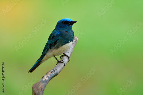 Wide shot of Zappey's flycatcher (Cyanoptila cumatilis) fascinated bright velvet blue bird with white belly perching on wooden branch in soft morning lighting, lovely wild creature