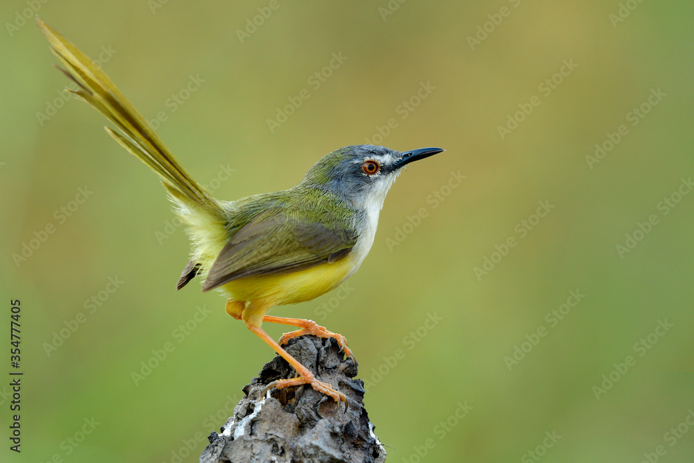 Fototapeta premium Yellow-bellied prinia (flaviventris)
