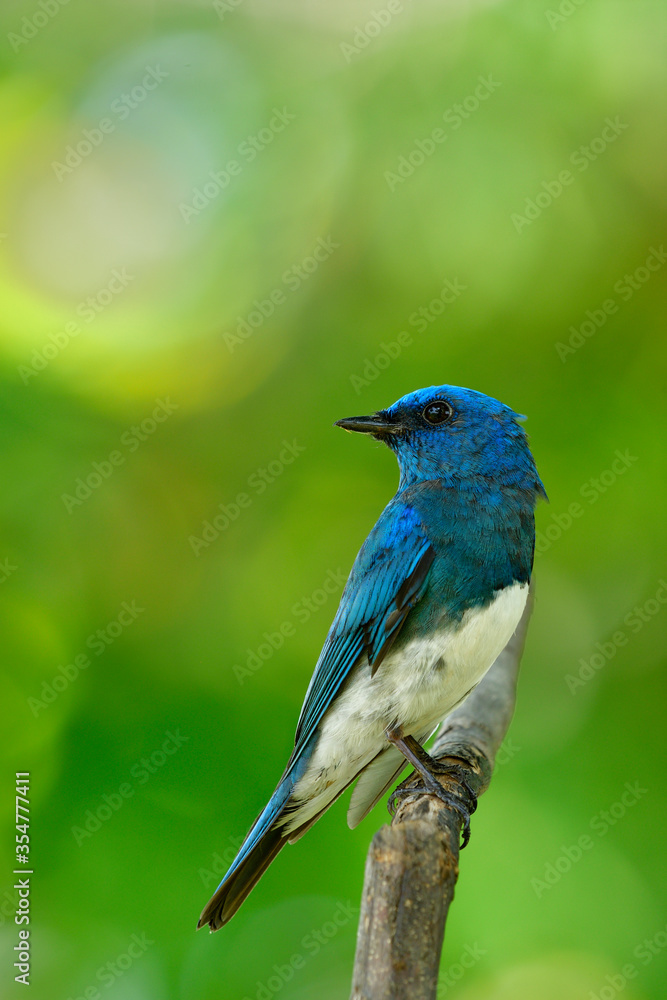Zappey's flycatcher (Cyanoptila cumatilis) amazed bright blue bird with white belly perching on wooden branch looking backward over sunshine rays on background, fascinated wild animal Zappey's flycatcher (Cyanoptila cumatilis) amazed bright blue bird with white belly perching on wooden branch looking backward over sunshine rays on background, fascinated wild animal