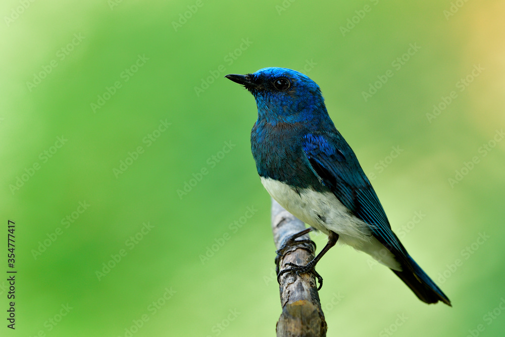 Zappey's flycatcher (Cyanoptila cumatilis) exotic bright blue bird with white belly perching on wooden branch in over exposure backlit, fascinated creature