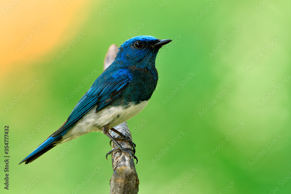 Zappey's flycatcher (Cyanoptila cumatilis) fascinated bright blue bird with white belly perching on wooden branch in green blur background with sun rays, lovely wild creature