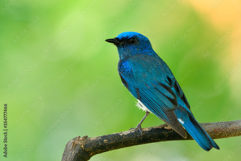 Zappey's flycatcher (Cyanoptila cumatilis) nice bright velvet blue bird with white belly perching on wooden branch showing back feathers profile, exotic wild creature Zappey's flycatcher (Cyanoptila cumatilis) nice bright velvet blue bird with white belly perching on wooden branch showing back feathers profile, exotic wild creature