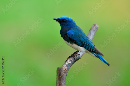 Zappey's flycatcher (Cyanoptila cumatilis) lovey bright blue bird with white belly perching on wooden branch in green blur background, exotic animal