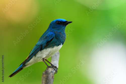 Zappey's flycatcher (Cyanoptila cumatilis) nice bright velvet blue bird with white belly perching on wooden branch showing side feathers profile expose to strong sunlight © prin79