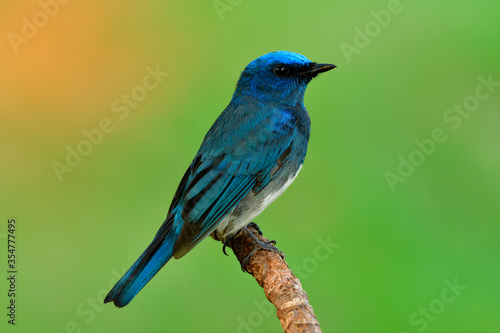 Zappey's flycatcher (Cyanoptila cumatilis) nice bright velvet blue bird with white belly perching on wooden branch showing side feathers profile over fire sunlight in background © prin79